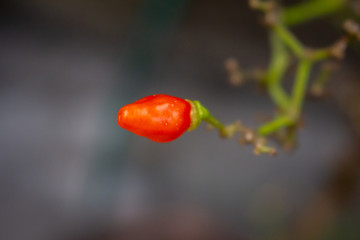 Close up of a red chilli 