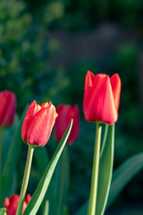 Red blooming tulips in a patch in the garden