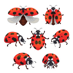 Insect ladybird set, cute small red bugs