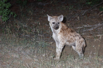 Tüpfelhyäne / Spotted Hyaena / Crocuta crocuta.