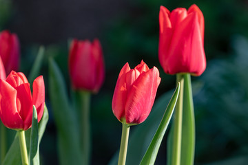 open red blossoms of tulips in the garden 