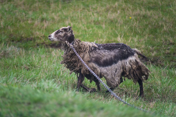 Sheep in the village.