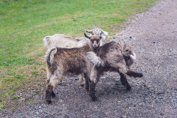 Little goats in the meadow, spring.