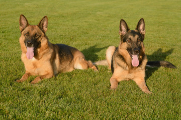 Two german shepherds on the lawn on a sunny day