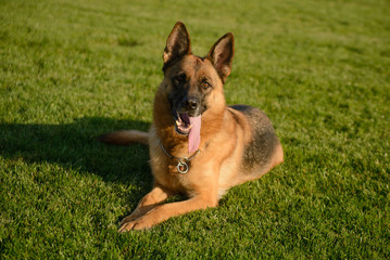 German Shepherd on the lawn on a sunny day