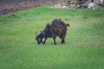 Cute young black goat grazing outdoors.