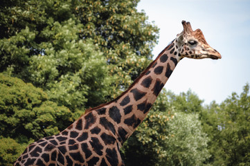 Obraz premium Portrait of Rothschildss giraffe - Giraffa camelopardalis rothschildi, also called Baringo giraffe