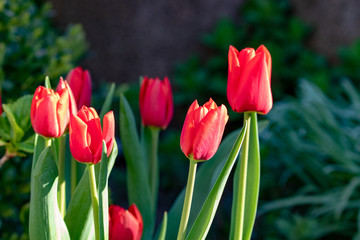 red tulips in the garden