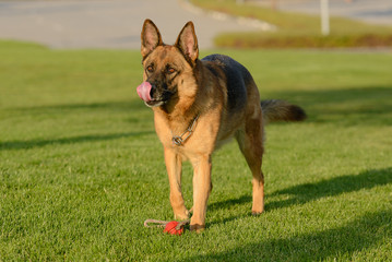 German Shepherd on the lawn on a sunny day