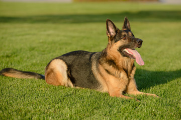 German Shepherd on the lawn on a sunny day