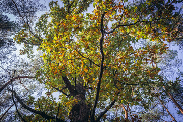 Fototapeta premium Autumnal colours of oak tree in Kampinos Forest in Poland