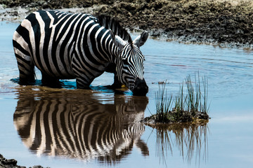 Fototapeta na wymiar Reflection of a zebra drinking water in a river