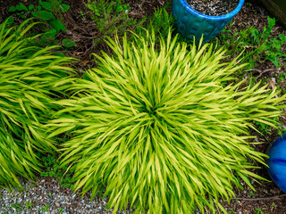 plant with yellow green foliage in the garden in the spring