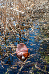 discarded plastic bottle in river water