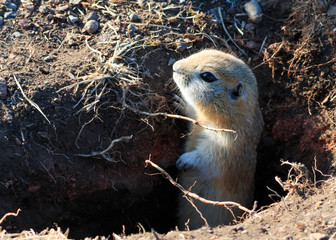 Richardson ground squirrel in hole