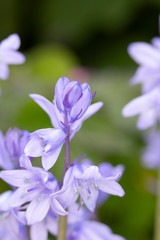 Fototapeta premium Pretty Blue Bluebell Flowers in a Garden