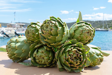 Fototapeta premium Bunch of fresh raw artichokes heads from artichoke plantation in Argolida, Greece ready to cook