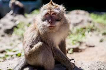 Fototapeta premium Monkeys in The Sacred Monkey Forest Sanctuary, Ubud, Bali, Indonesia. (aka Monkey Forest Ubud). Macaque also known as the Balinese long-tailed monkey. Scientific name: Macaca fascicularis.