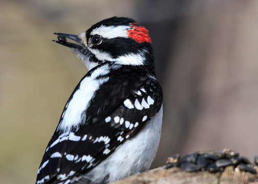 male downy woodpecker at feeding station