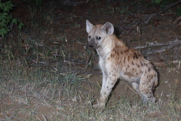 Tüpfelhyäne / Spotted Hyaena / Crocuta crocuta.