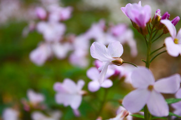 pink flowers in garden