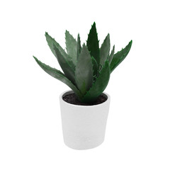 Decorative aloe century plant planted white ceramic isolated on white background. 3D Rendering, Illustration.
