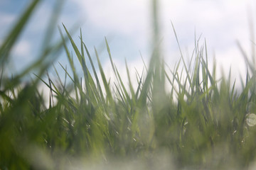 green grass with water drops