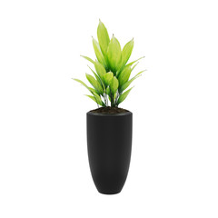 Decorative Cast iron plant planted in ceramic pot isolated on white background. 3D Rendering, Illustration.