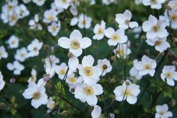 Anemone huphensis or japanese windflower pale purple plant