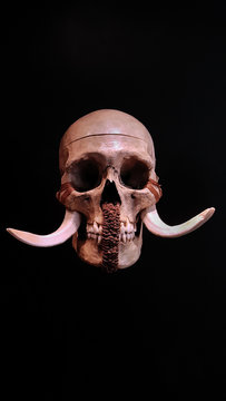 Human skull from Papua New Guinea