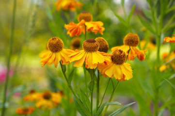 Helenium autumnale or sneezeweed orange flowers with green
