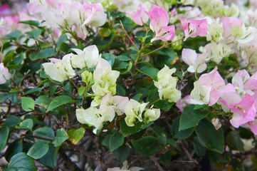 bougenvilla white ice plant