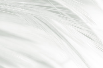 Beautiful white feather pattern texture background