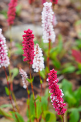 Polygonum affine daijeerling red pinkish-red pokers