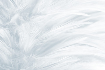 Beautiful white feather pattern texture background