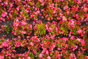 Begonia semperflorens-cultorum many red flowers background