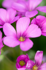 Close Up of Purple Wildflower 