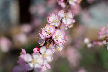 Spring flowering of trees with bokeh effect