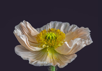 Floral fine art still life detailed color macro portrait  of a single isolated wide opened white yellow iceland poppy blossom isolated on blue background in surrealistic vintage painting style
