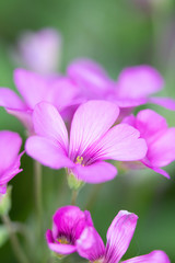 Close Up of Purple Wildflower 