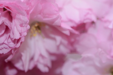 CHERRY BLOSSOMS, WOODBRIDGE NJ