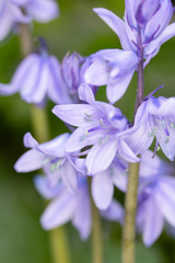 Fototapeta premium Pretty Blue Bluebell Flowers in a Garden