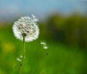 Fototapeta premium dandelion on green background of blue sky