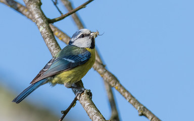 Eurasian blue tit collecting food 