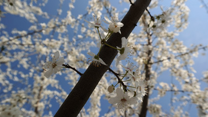 Kirschblüten