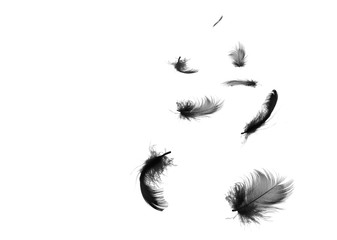 Obraz premium Beautiful black feather floating in air isolated on white background