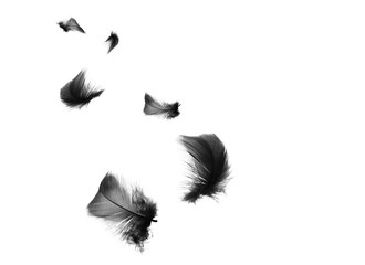 Beautiful black feather floating in air isolated on white background