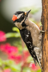 Male Downy Woodpecker with Rhodedendron Flower Background