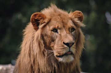Portrait of a lion