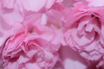 CHERRY BLOSSOMS, WOODBRIDGE NJ